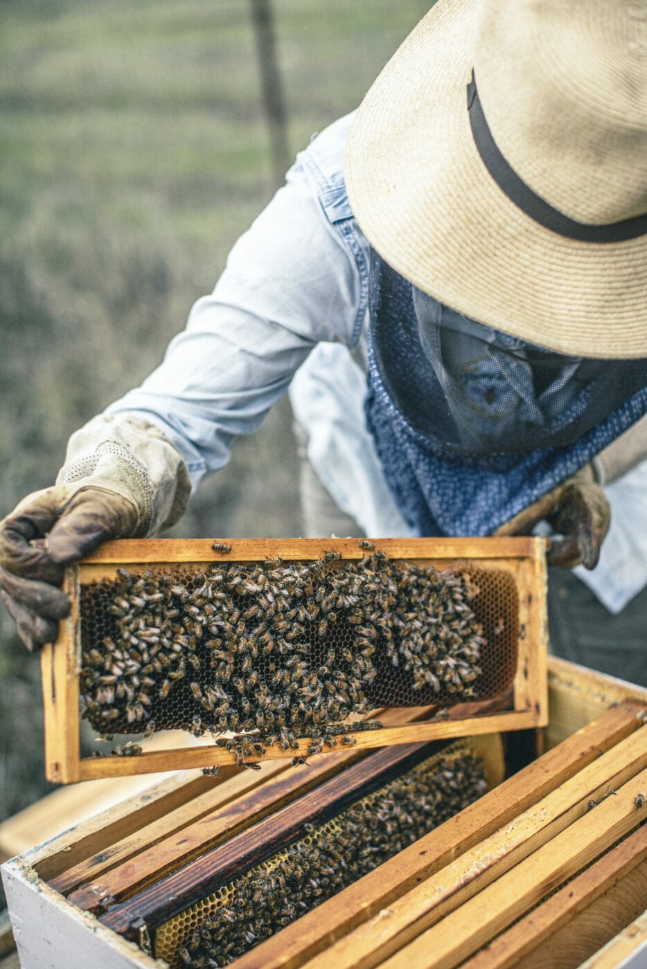 The vast majority of bees in the hive are female. (Bryan Meltz/Sonoma Magazine)