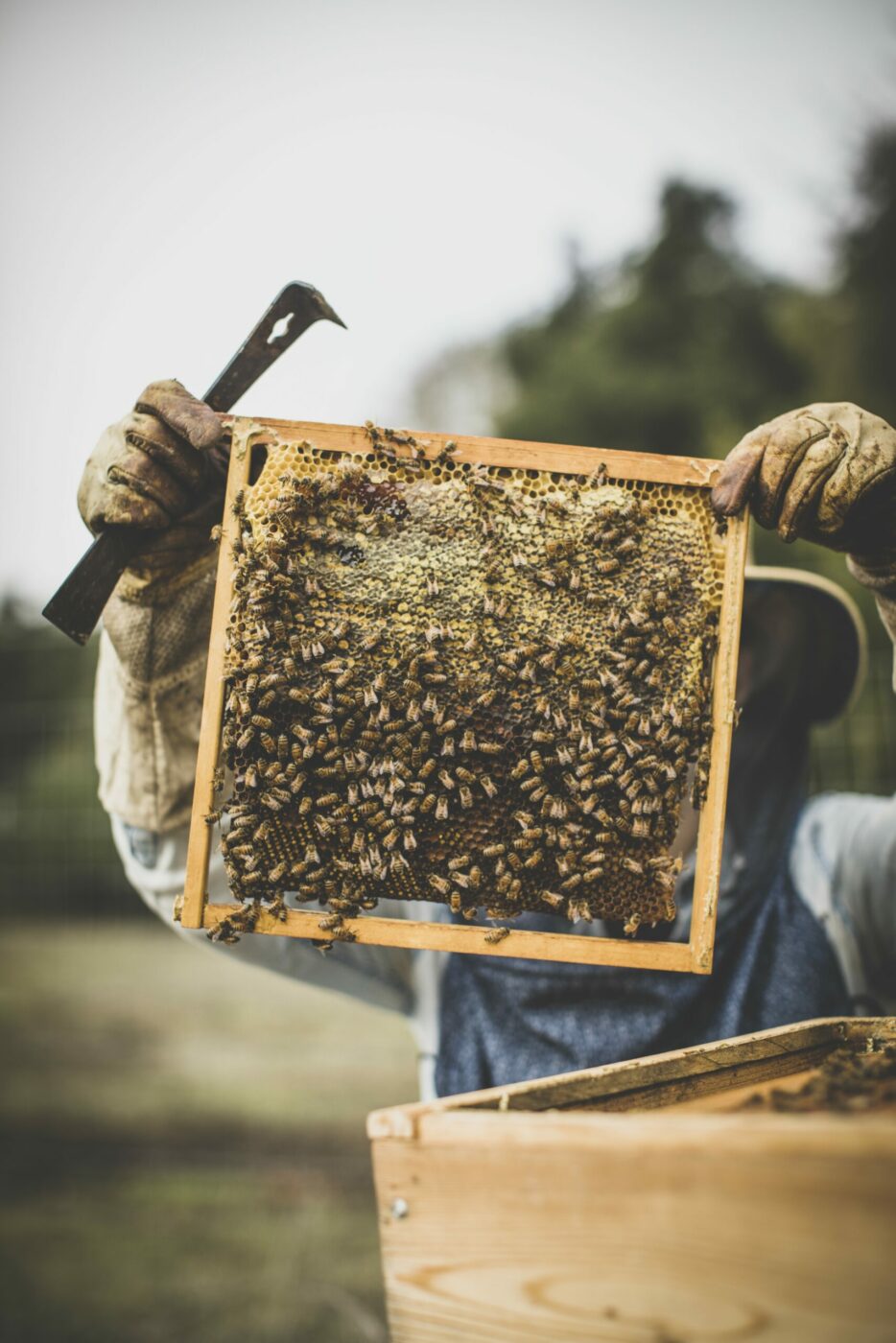 Candice Koseba's annual honey crush happens in October. (Bryan Meltz/Sonoma Magazine)