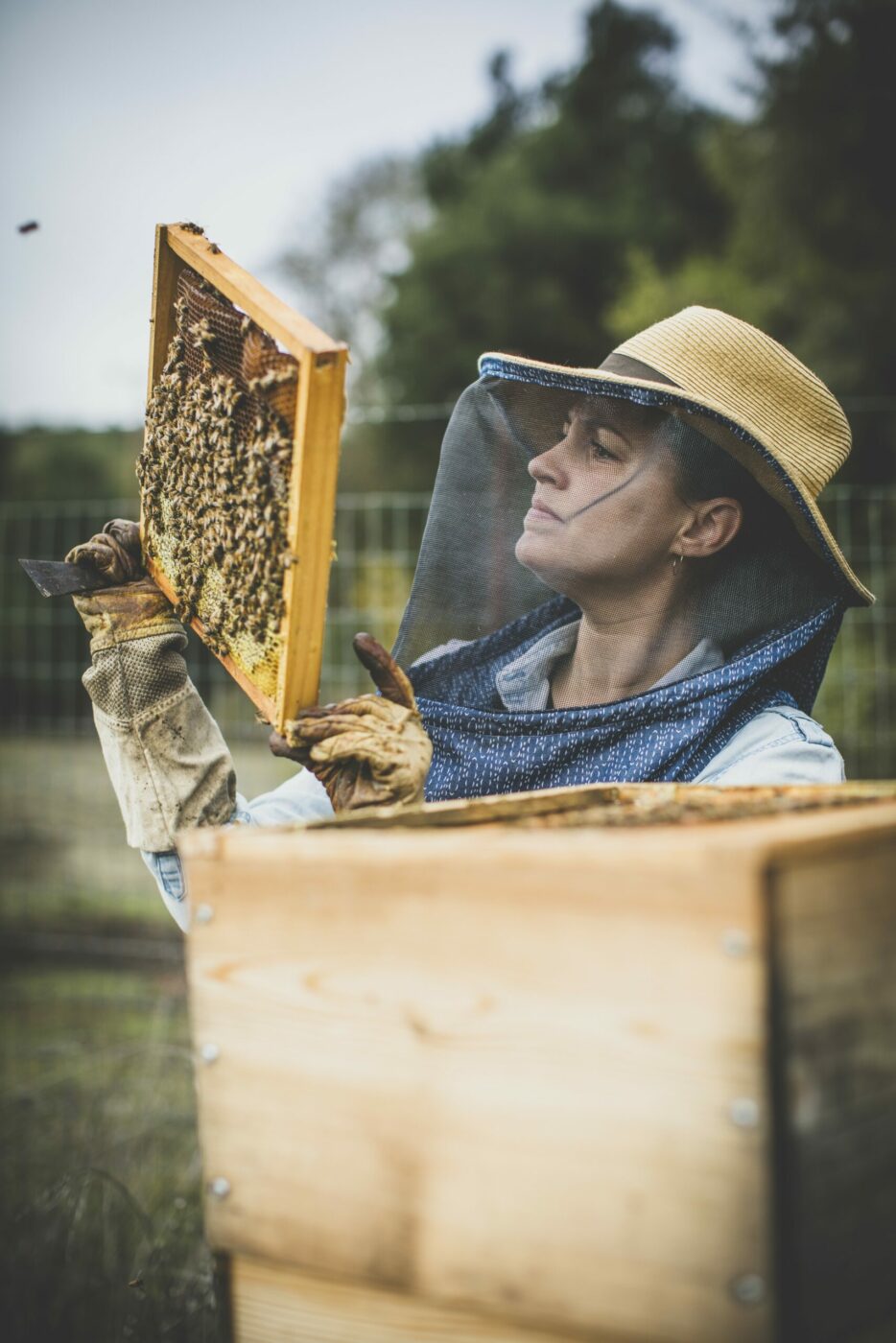 Candice Koseba, Sonoma County Bee Company owner, checks on the hives. (Bryan Meltz/Sonoma Magazine)