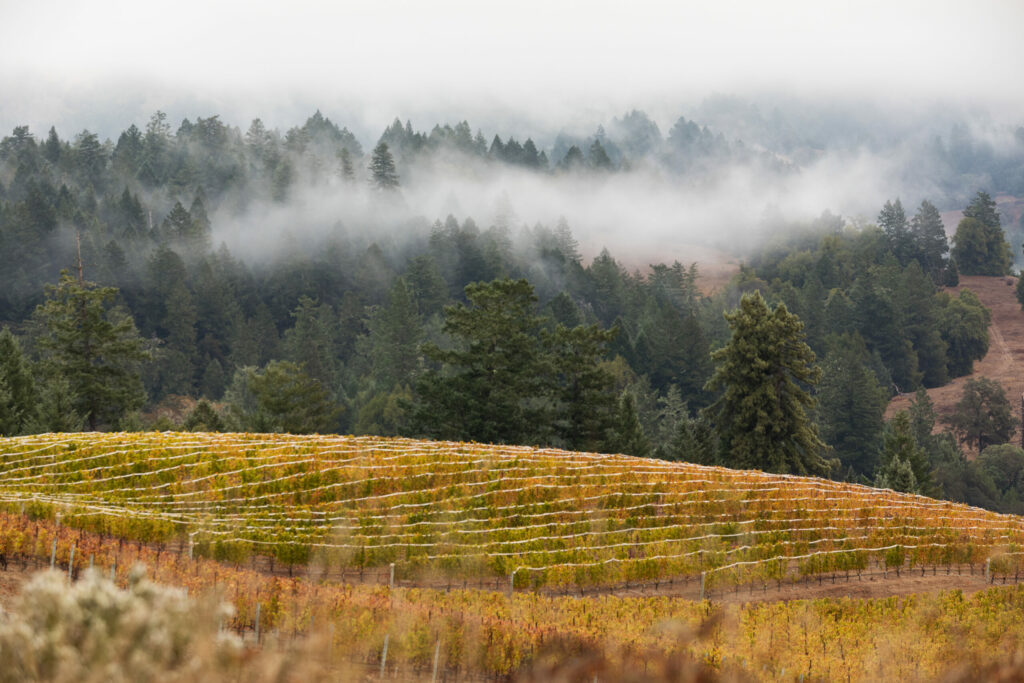 Hirsch Vineyards northeast of Jenner. (Courtesy Hirsch Vineyards)
