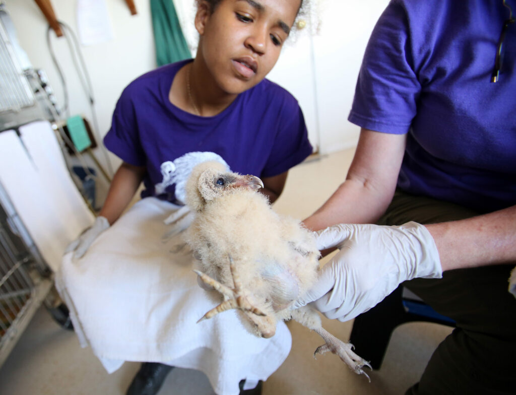Doris Duncand, director of Sonoma County Wildlife Rescue, teaches Angel Van Lawick about an orphaned barn owl prior to them placing it with a wild mother at Lynmar Estate near Sebastopol, May 1, 2014. (Crista Jeremiason / The Press Democrat)