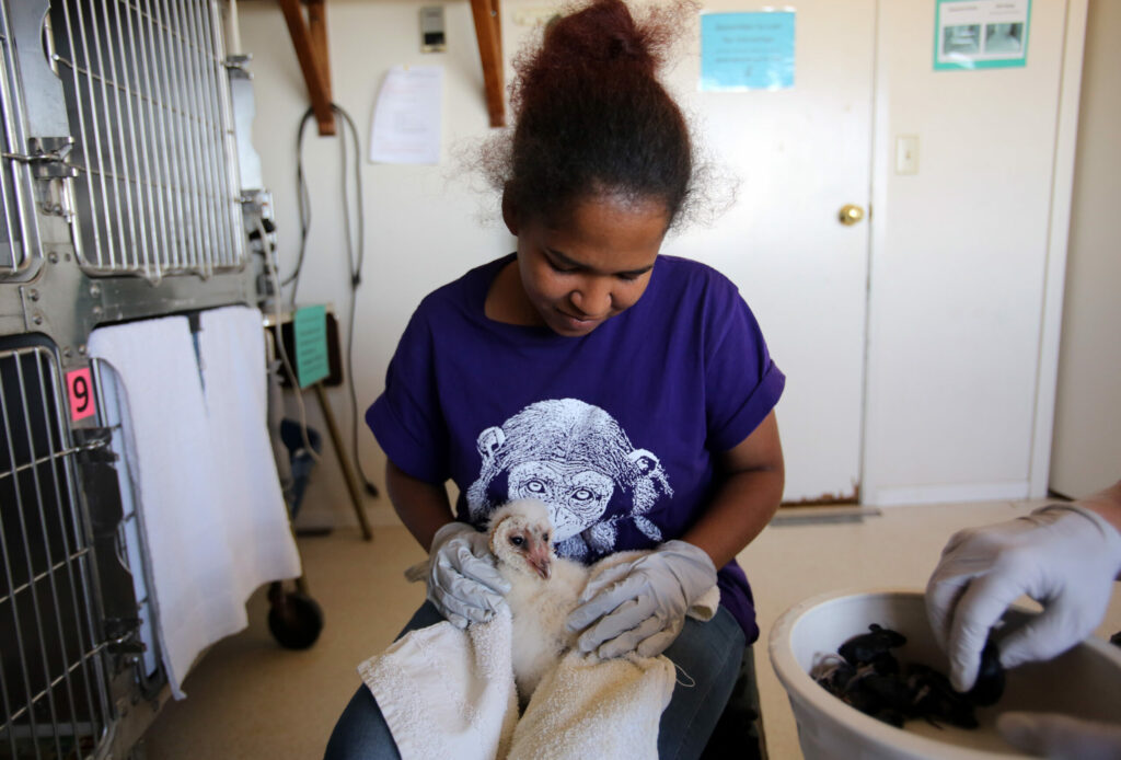Angel Van Lawick, granddaughter to famous primatologist Dr. Jane Goodall, prepares to feed a baby barn owl during her visit to Sonoma County from Tanzania. Van Lawick is working with Doris Duncand, director of Sonoma County Wildlife Rescue, in placing orphaned barn owls with wild mothers at Lynmar Estate near Sebastopol, May 1, 2014. (Crista Jeremiason / The Press Democrat)