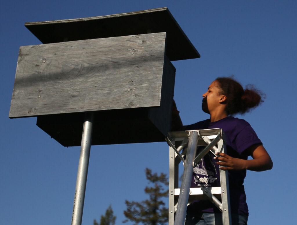 Angel Van Lawick, granddaughter to famous primatologist Dr. Jane Goodall, places a baby orphaned barn owl with other babies in one of 16 owl boxes at Lynmar Estate near Sebastopol, May 1, 2014. The orphaned owl is placed with a wild mother that will adopt the new baby. Van Lawick is visiting and helping out the Sonoma County Wildlife Rescue from Tanzania. (Crista Jeremiason / The Press Democrat)