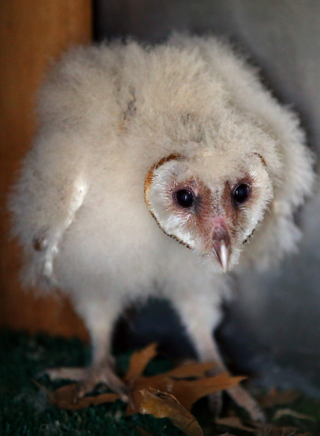 Baby barn owl