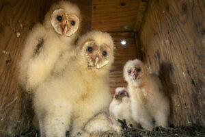 Barn owls