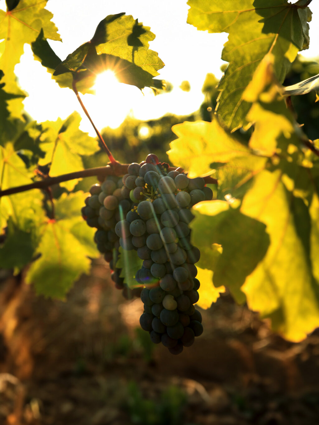 Atop Monte Rosso Vineyard above Valley of the Moon, 1880's zinfandel grapes are in veraison, Saturday, August 1, 2020. (Kent Porter / The Press Democrat) 