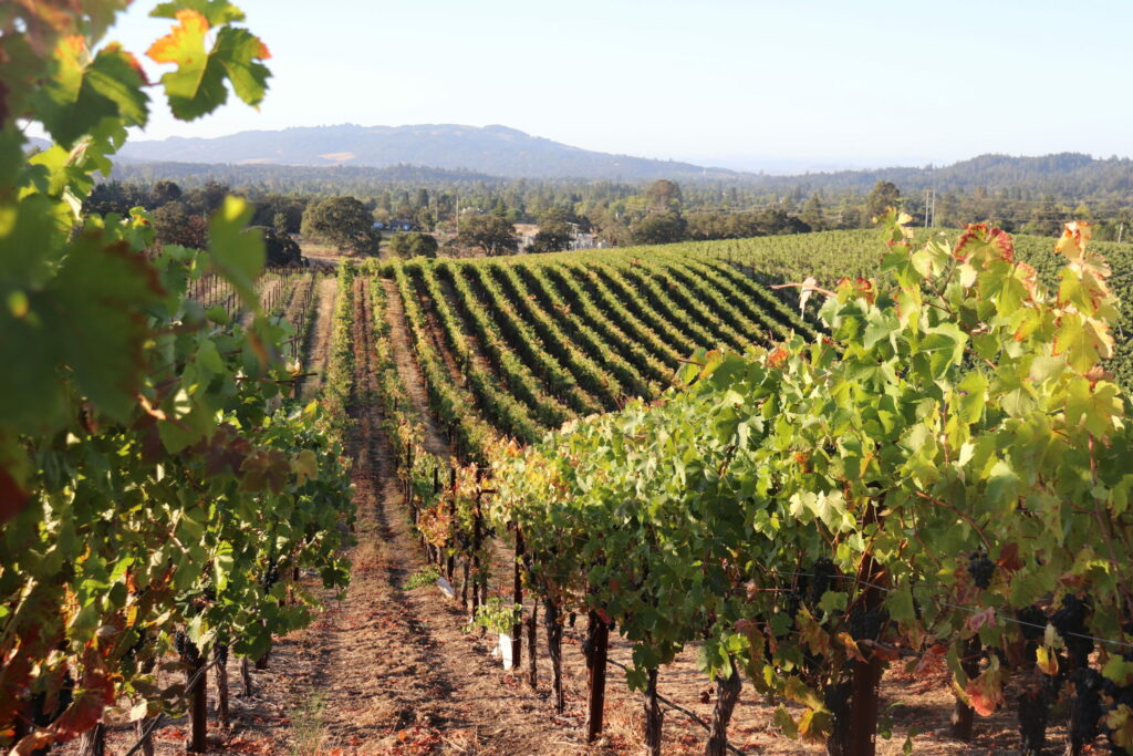 Kick Ranch Vineyards near Santa Rosa. (Courtesy Bricoleur Vineyards)