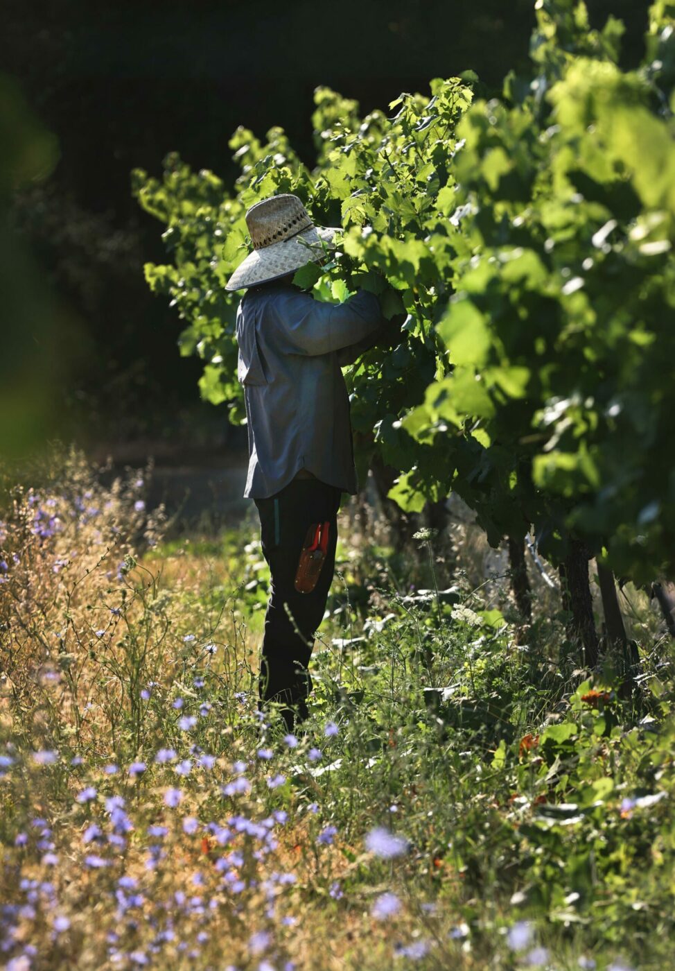 Club member Jesse Castro checks on the fruit at the Tex Juen Vineyard in Sonoma. (Kent Porter/The Press Democrat) 