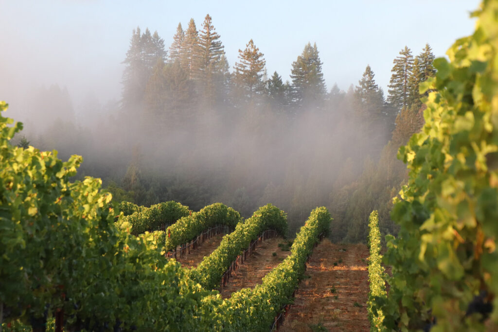 Hirsch Vineyard lies 12 miles northwest of Jenner, the seaside town where the mouth of the Russian River meets the Pacific Ocean. The vineyard has series of ridge tops ranging in elevation from 1,200 to 1,550 feet. (Courtesy of Littorai Vineyards)