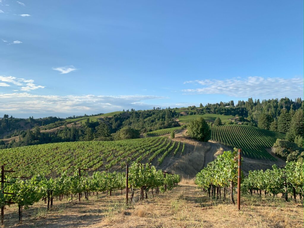 Hirsch Vineyards northeast of Jenner. (Courtesy Hirsch Vineyards)