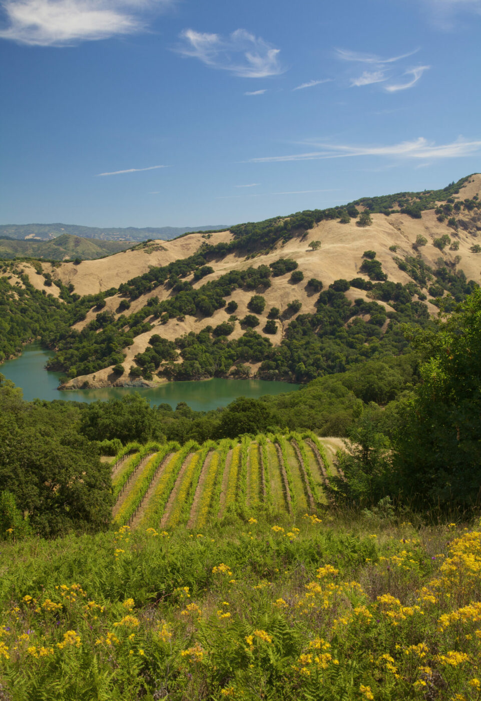 Lake Sonoma