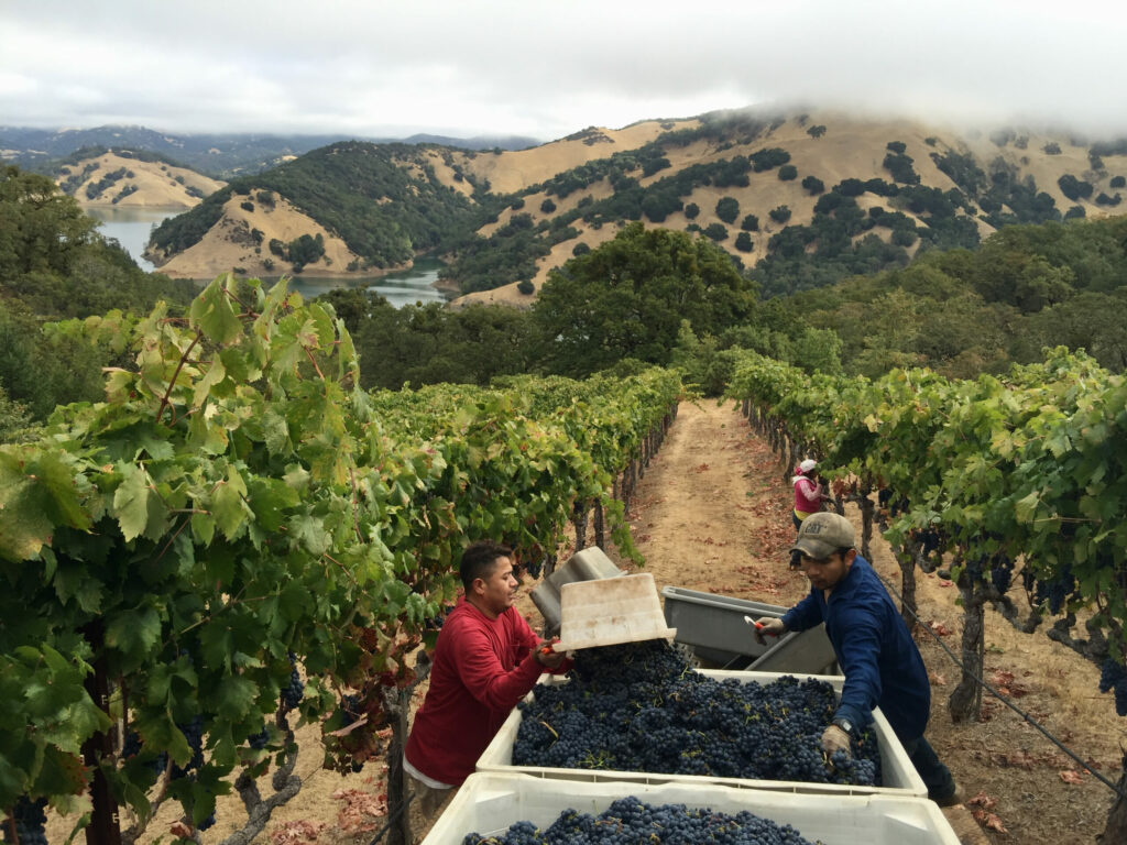 Florence Vineyard near Lake Sonoma. (Jack Florence Jr./Courtesy Florence Vineyard)