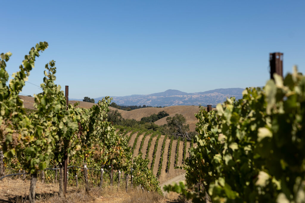 Las Cimas vineyard near Healdsburg. (Leigh-Ann Beverley/Courtesy Overshine Wine Co.)