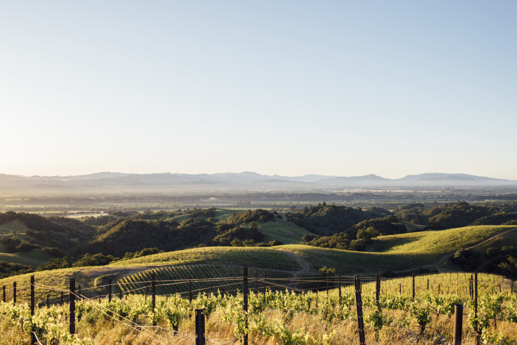 Las Cimas vineyard near Healdsburg. (Courtesy Joshua Harding)