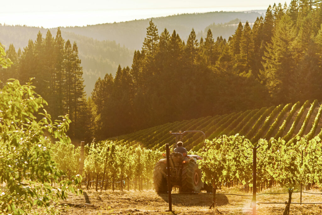 Hirsch Vineyards. (Kim Carroll/Sonoma Magazine)