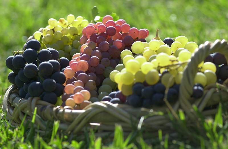 A variety of table grapes, clockwise from left, are Niabel Concord, Thompson, Bronx, Golden Muscat, Muscat Hamburg, and Maroo. 
