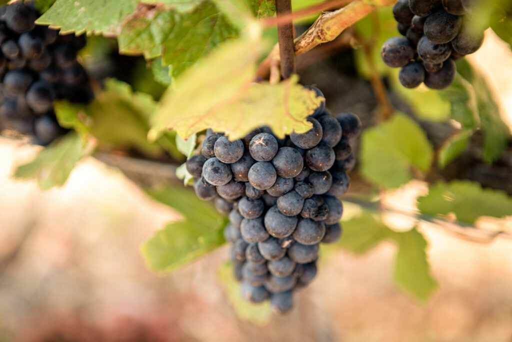 Durell Vineyard in Sonoma. (Courtesy Three Sticks Wines)