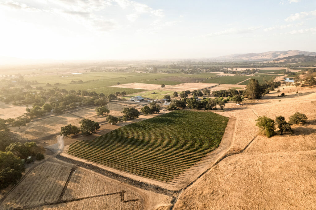 Durell Vineyard in Sonoma. (Courtesy Three Sticks Wines)