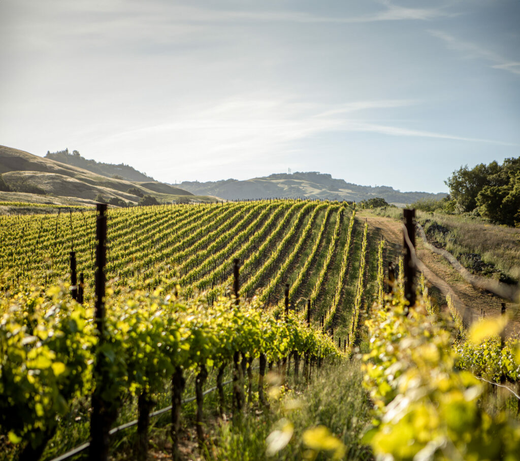 Gap's Crown vineyard northeast of Penngrove. (Dan Quiñones/Courtesy Three Sticks Wines)