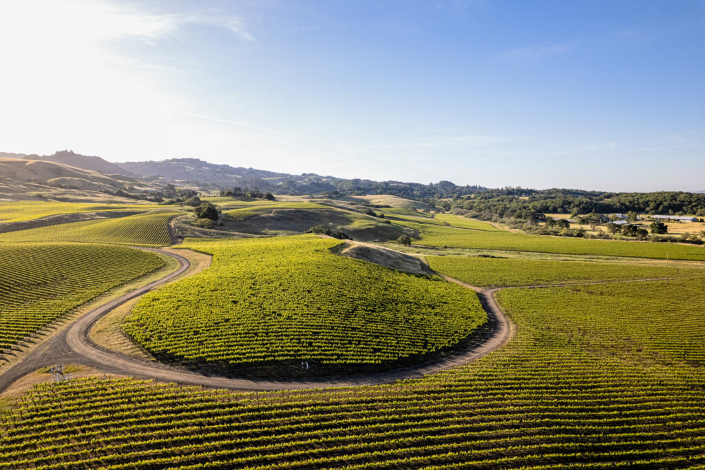 Gap's Crown vineyard northeast of Penngrove. (Dan Quiñones/Courtesy Three Sticks Wines)