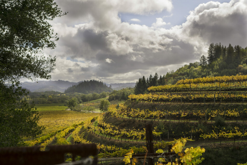 Stuhlmuller Vineyards near Healdsburg. (Mack Lucid/Courtesy Stuhlmuller Vineyard)