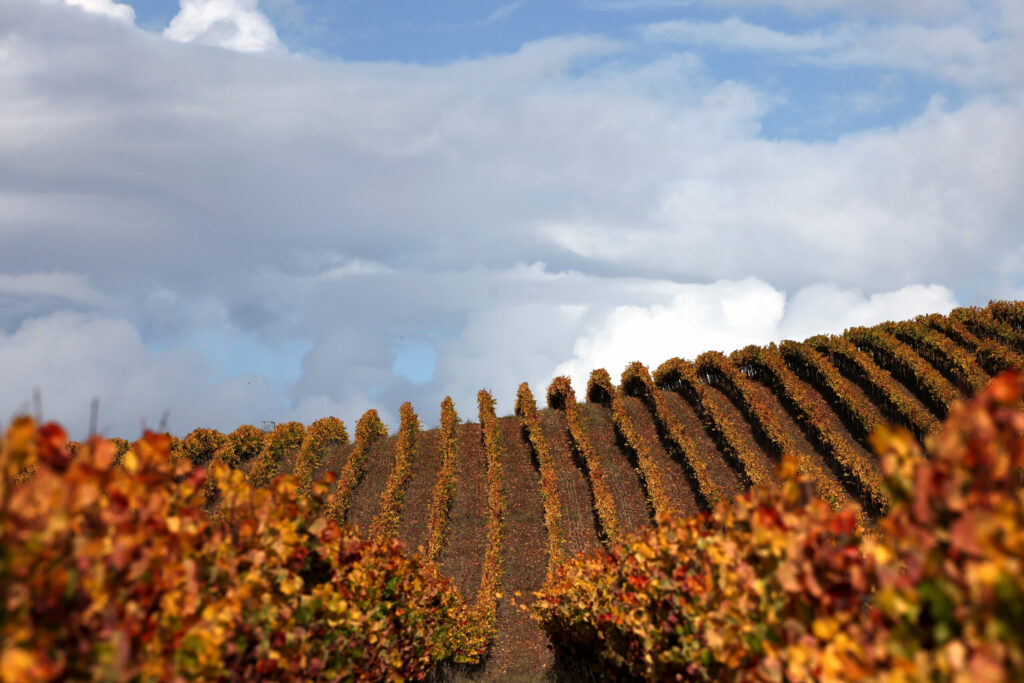 Autumn leaves of pinot noir grape vines at Terra de Promissio vineyard on South Ely Road in Petaluma, Monday, Nov. 6, 2023. (Beth Schlanker / The Press Democrat)