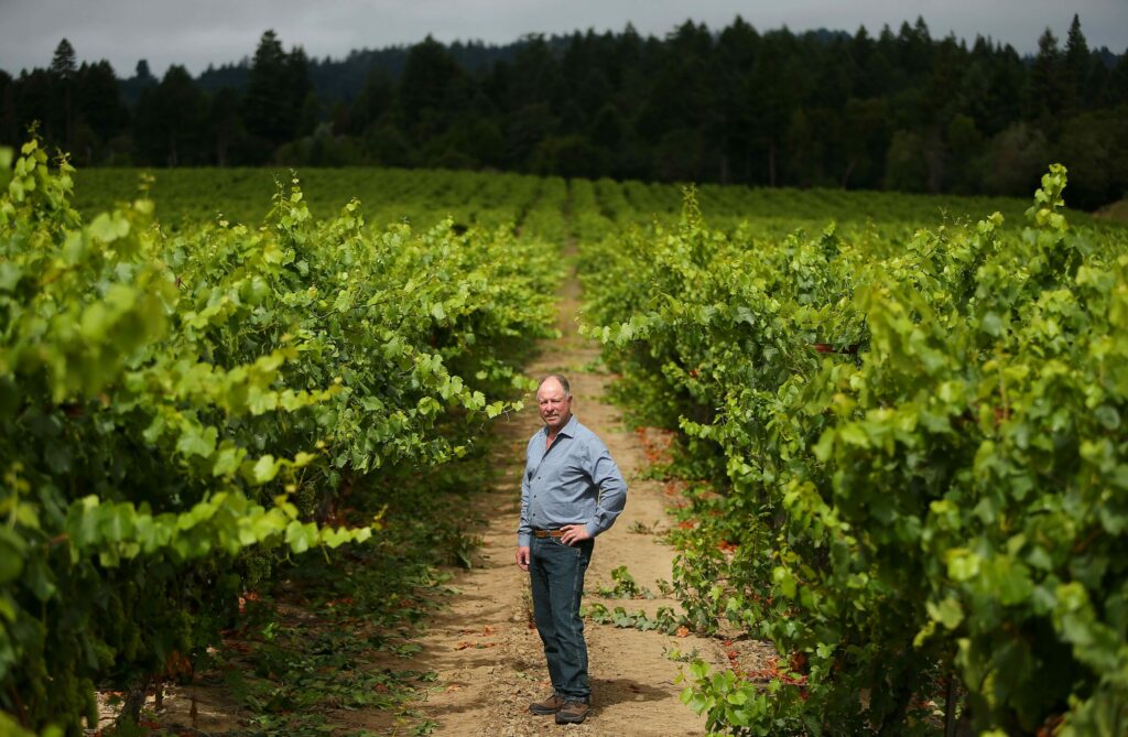 Charlie Heintz, owner of Charles Heintz Vineyards & Winery, among the rows of chardonnay grapes at his vineyard, near Occidental. (Christopher Chung / The Press Democrat)