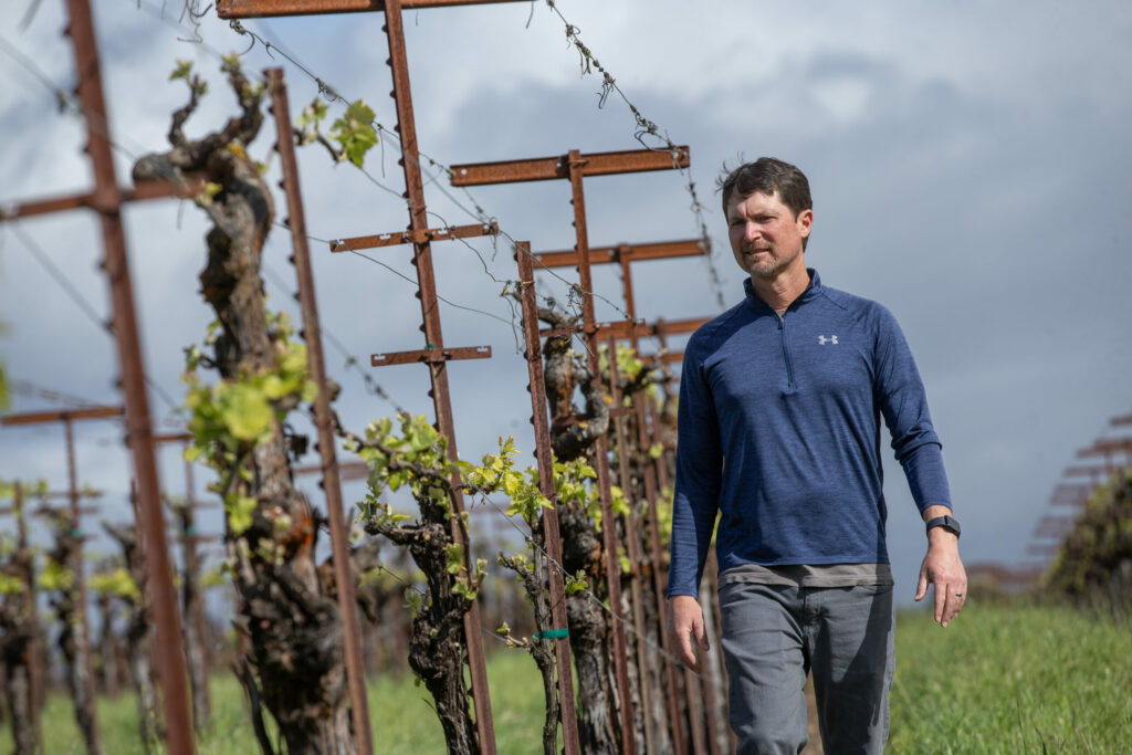 Winemaker Matt Duffy checks bud break on Pinot Noir vines in the Bacigalupi Vineyard off of Westside Road near Healdsburg March 28, 2024. (Chad Surmick / The Press Democrat)