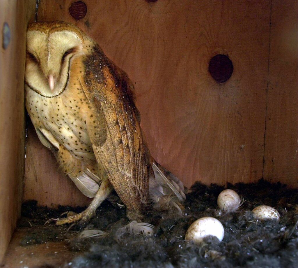 A barn owl sleeps during the day leaning against the side of its nesting box next to its clutch of eggs. (John Burgess/The Press Democrat, 2000)