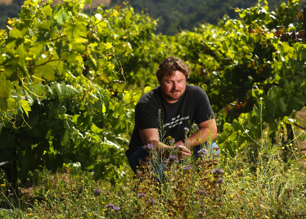 Winemaker Morgan Twain-Peterson in his Bedrock Vineyard in the Valley of the Moon where he uses ground cover to attract beneficial insects for his old-growth vines. Peterson also produces Shebang and Under the Wire wines. (John Burgess/The Press Democrat)