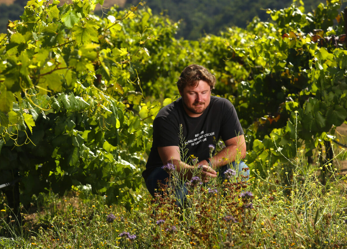 Winemaker Morgan Twain-Peterson in his Bedrock Vineyard in the Valley of the Moon where he uses ground cover to attract beneficial insects for his old-growth vines. Peterson also produces Shebang and Under the Wire wines. (John Burgess/The Press Democrat)
