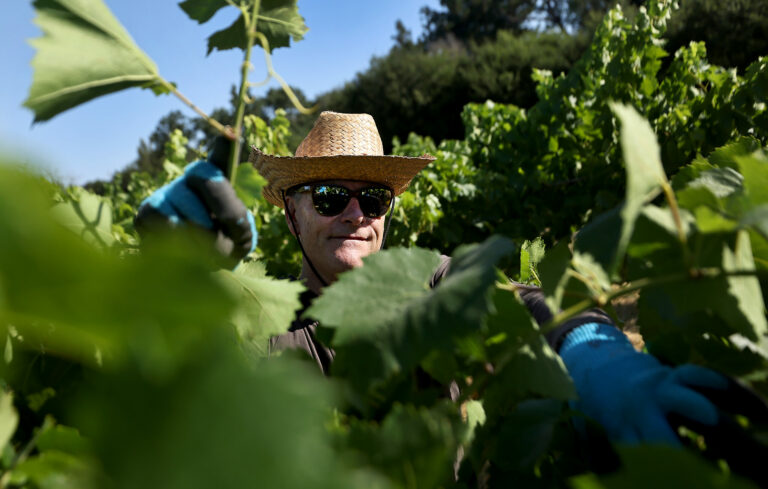 Jeff Clark pulls suckers and leafs a vineyard, Saturday, July 6, 2024, during a work party with the Sonoma Winemakers Club. (Kent Porter/The Press Democrat) 