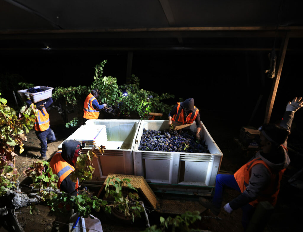 Bins are steadily filled at Monte Rosso Vineyard in the Mayacamas Mountains, late Thursday night, Sept. 30, 2021, above the Sonoma Valley. Monte Rosso is owned by Gallo. (Kent Porter / The Press Democrat) 