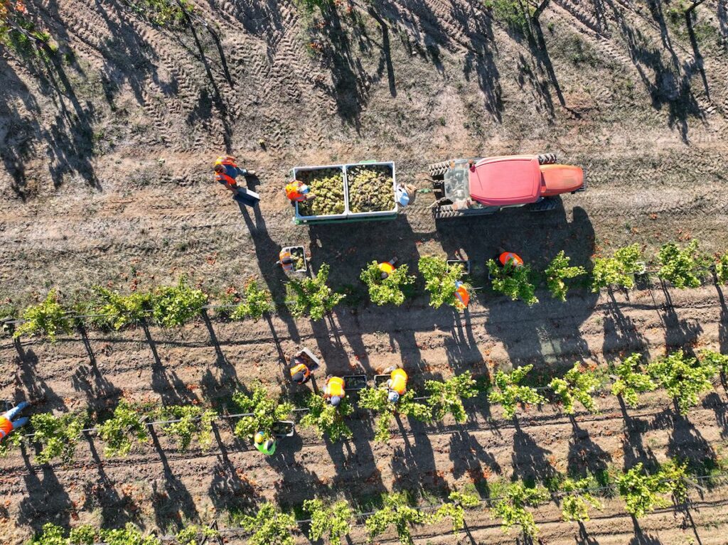 To celebrate legendary viticulturist Phil Coturri and the triumphs of organic farming, people will gather at the Fairmont Sonoma Mission Inn April 1 for the inaugural “April Phil’s Day.” This year’s event will focus on his work on the Rossi Ranch, a certified organic vineyard. (Enterprise Vineyards)