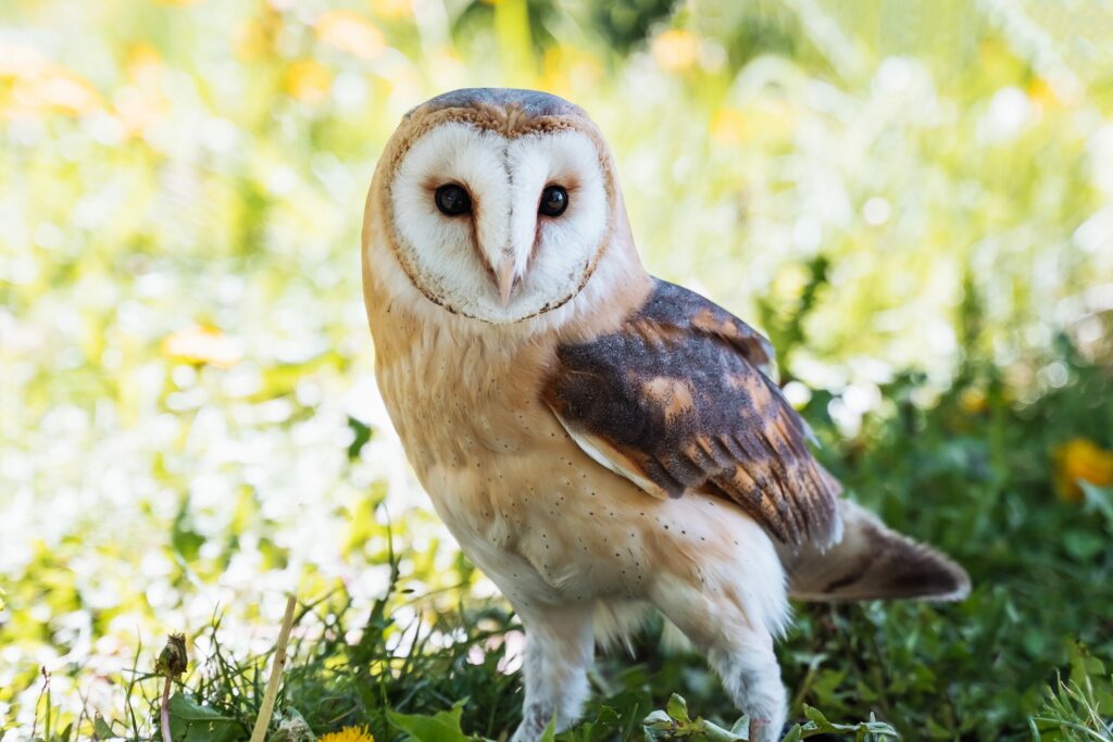 Barn owl