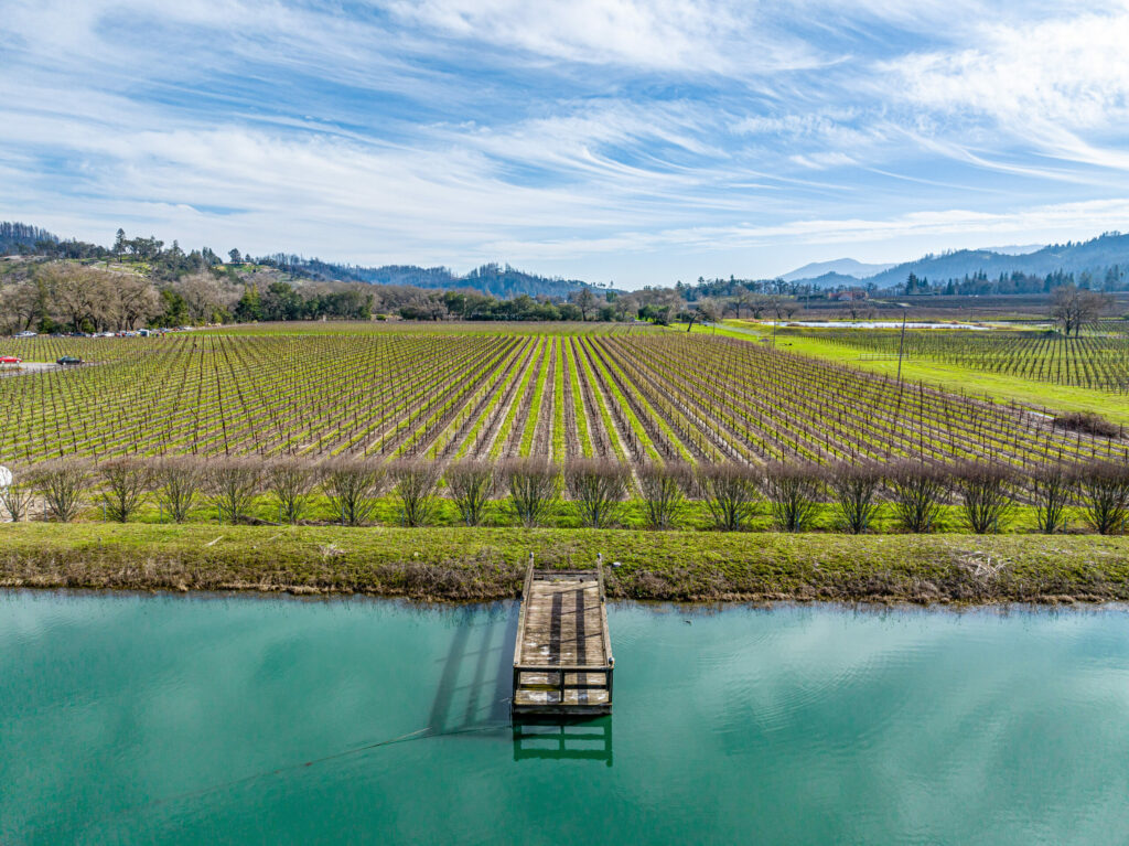 Vineyard. (Daniel Wilson)