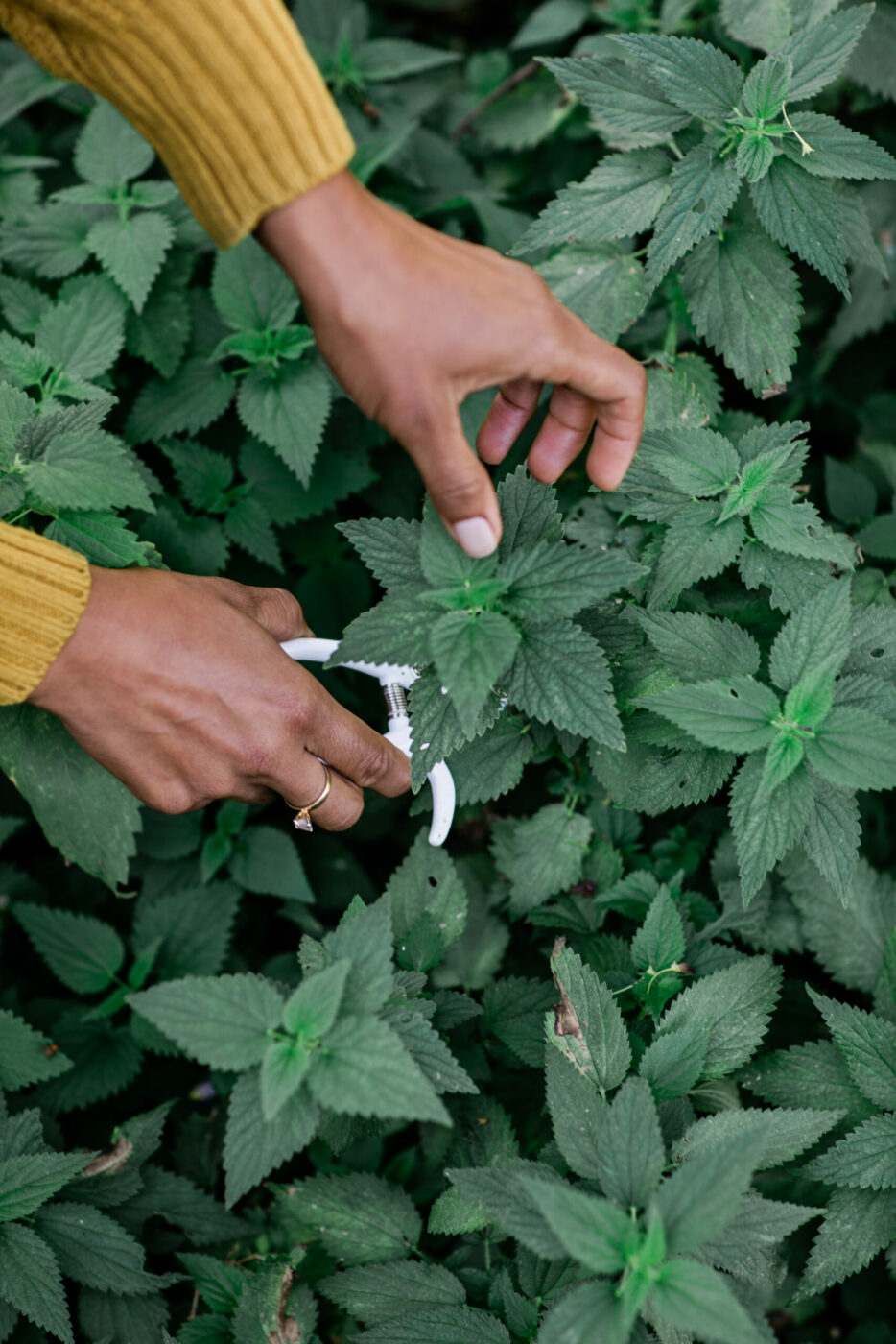 Jennifer Ilonzeh forages for herbs for her wellness teas at local farms and in the gardens of her friends. She has even traveled to the Sierra to gather ingredients. (Eileen Roche/Sonoma Magazine)