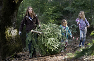 Melissa DeForest hauls out her recently cut Douglas fir tree with her daughters Avery, 5, and Kaitlyn, 7, as part of "The Great Charlie Brown Christmas Tree Hunt" hosted by LandPaths at Riddell Preserve west of Healdsburg on Sunday, December 2, 2018. (BETH SCHLANKER/ The Press Democrat)