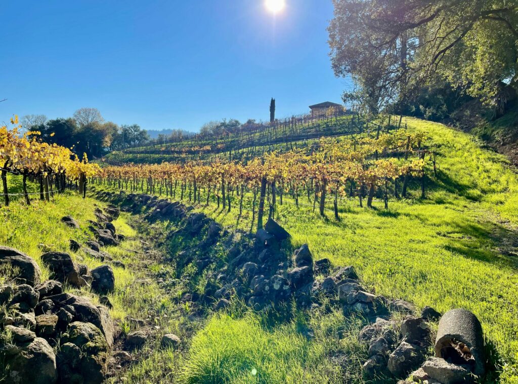 Unti Vineyards in Healdsburg. (Unti Vineyards)