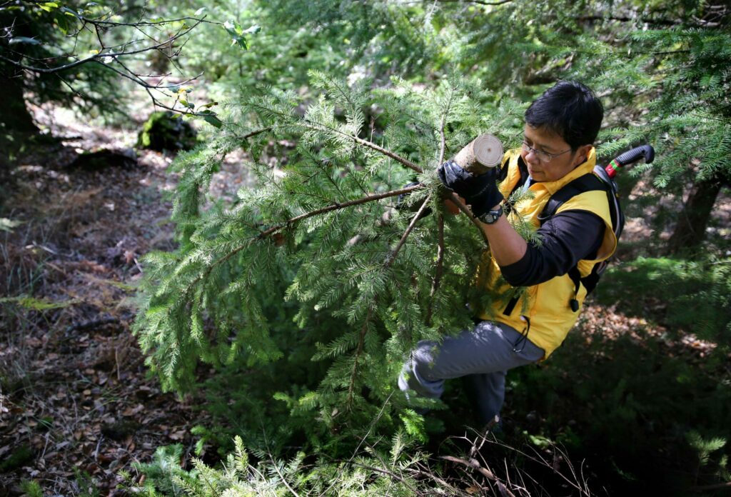 Aileen Santos tries to haul her Douglas fir tree up the side of a ridge after cutting it down as part of 'The Great Charlie Brown Christmas Tree Hunt' hosted by LandPaths at Riddell Preserve west of Healdsburg on Sunday, December 2, 2018. (BETH SCHLANKER/ The Press Democrat)