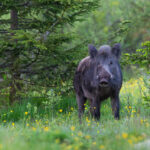 Wild,Boar,,Sus,Scrofa,,Standing,In,Forest,In,Summertime,Nature.