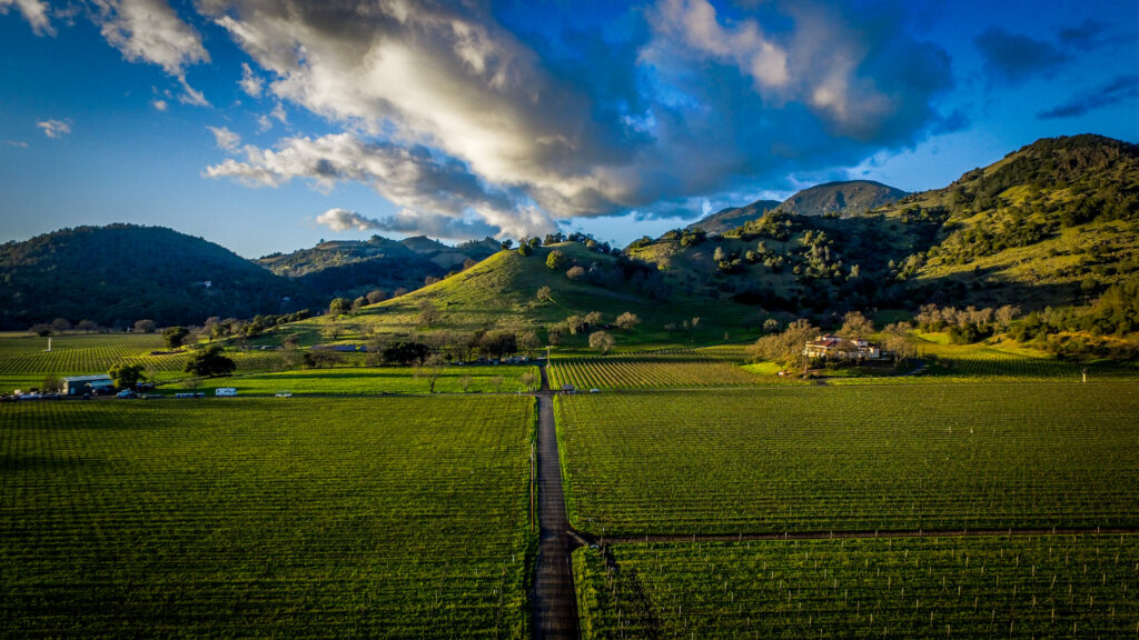 Calistoga vineyards. (Tim Carl)