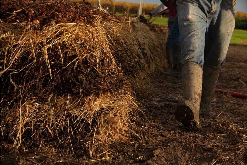Walking among compost at Littorai Wines. (Littorai Wines)