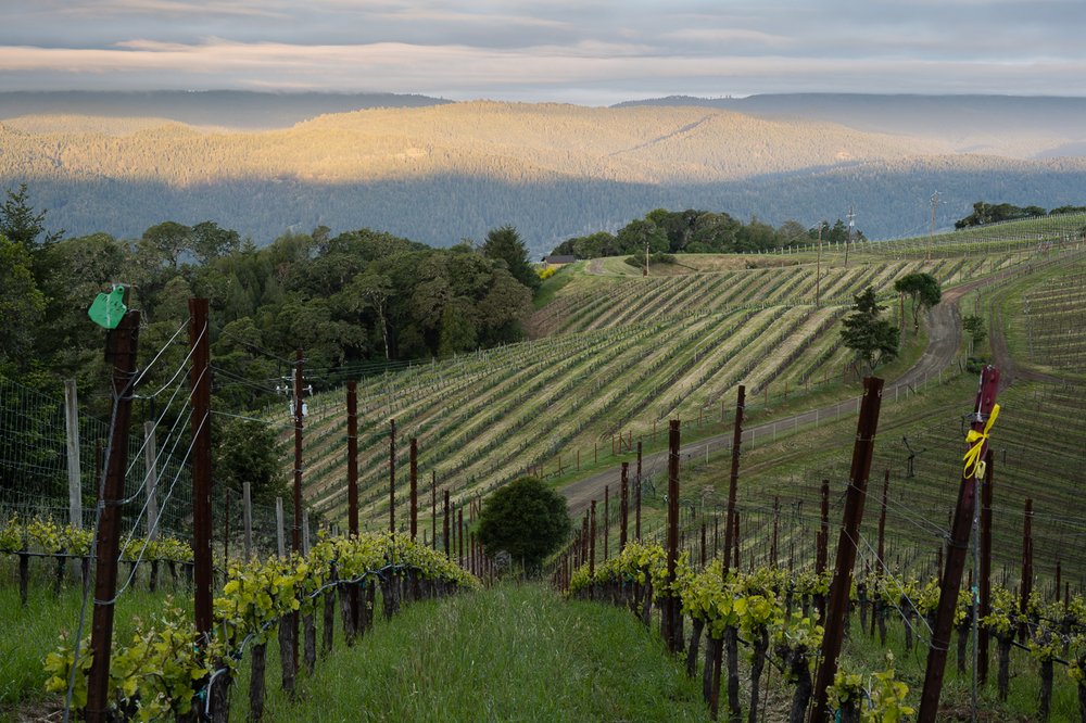 Littorai Winery's Return Vineyard in Anderson Valley. (Littorai Wines)