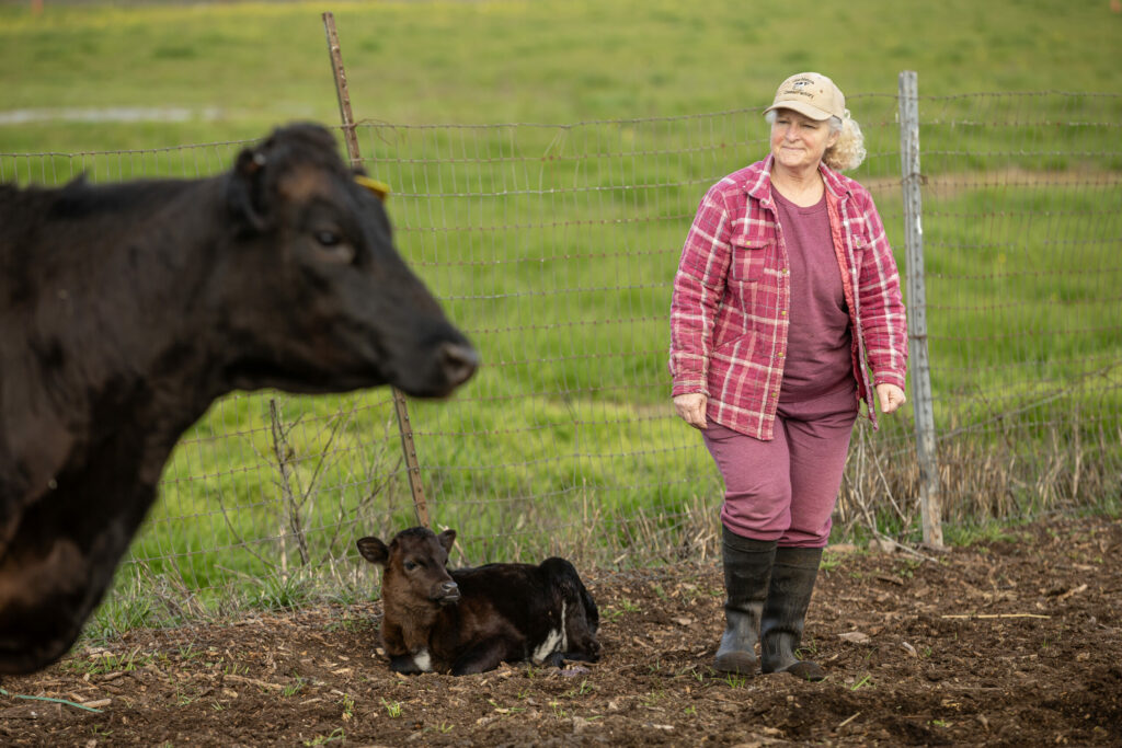 Sylvia Tucker visits with Matilda and her calf 3-week-old calf Agatha at Joe Matos Cheese and Farmstead Co. After selling their remaining cheese inventory, the 45-year-old cheesemaking operation will officially close Jan. 31. Wednesday January 29, 2025. (Chad Surmick / The Press Democrat)