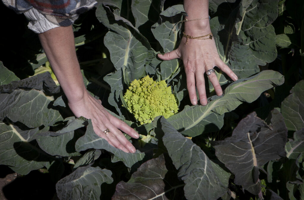 A Romanesco cauliflower, part of the winter harvest at Flatbed Farm on Highway 12 in Glen Ellen on Wednesday, Feb. 2, 2022. (Robbi Pengelly/Index-Tribune)