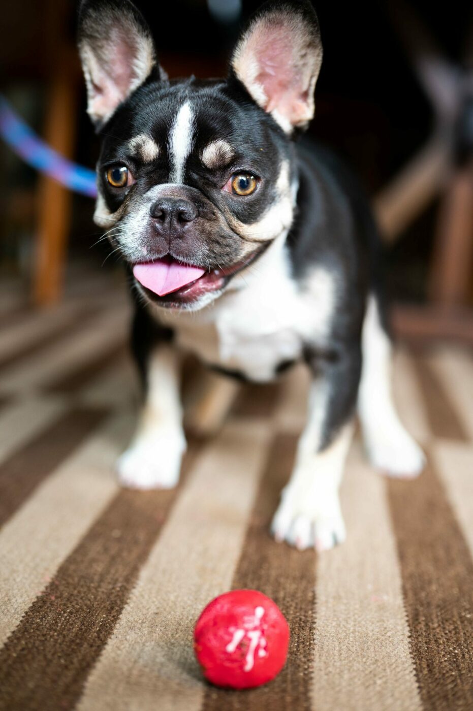 The puppy pairing at Silver Trident Winery in Yountville. (Silver Trident Winery)