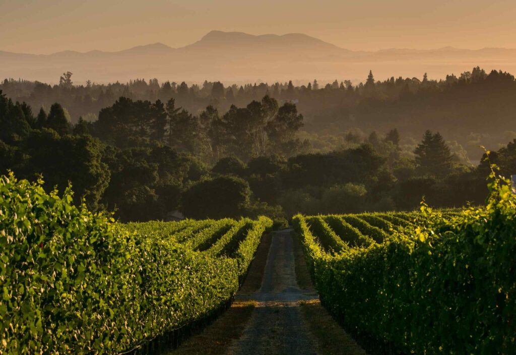 Martinelli's Zio Tony Ranch vineyard in the Russian River Valley. (Martinelli Winery & Vineyards)