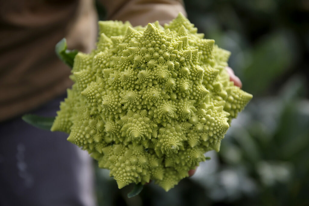 Romanesco broccoli is a beautiful vegetable that is best served whole to appreciate its unusual shape. (Beth Schlanker/ The Press Democrat)