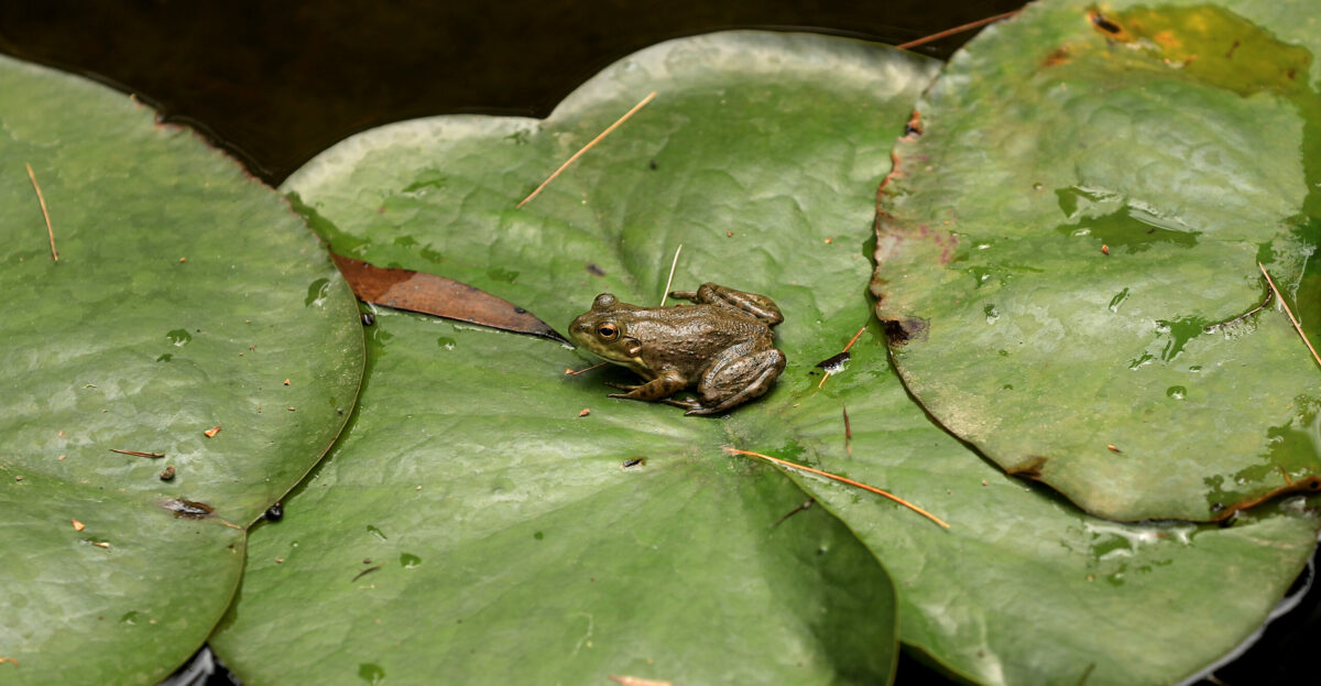 A bullfrog rests on a lily pad, Tuesday, May 14, 2019, at Western Hills Garden in Occidental. (Kent Porter / Press Democrat) 